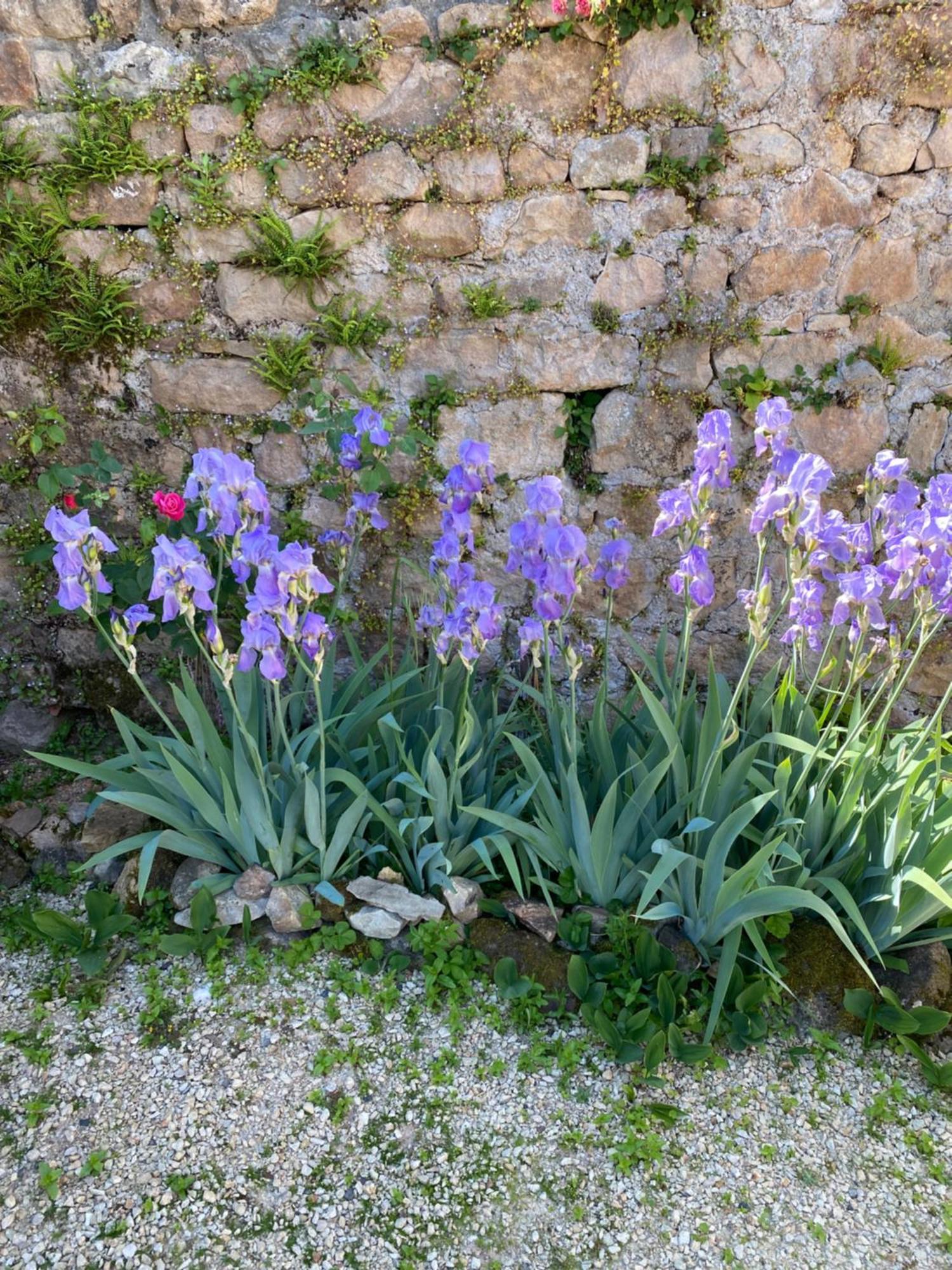 Ferme Fleurie Bed & Breakfast Bergesserin Bagian luar foto